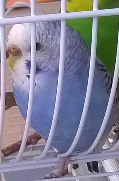 pilu